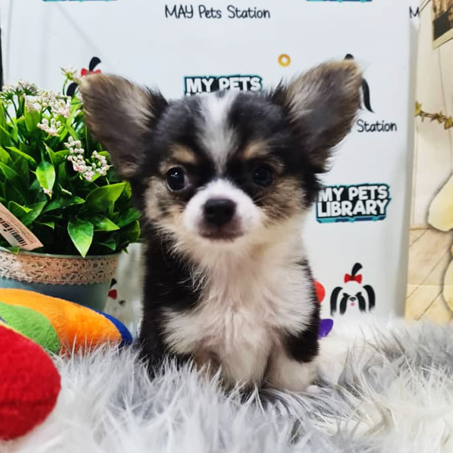 Long Coat Chihuahua Puppy (Male) For Sale