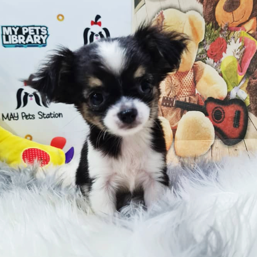 Long Coat Chihuahua Puppy (Female) For Sale