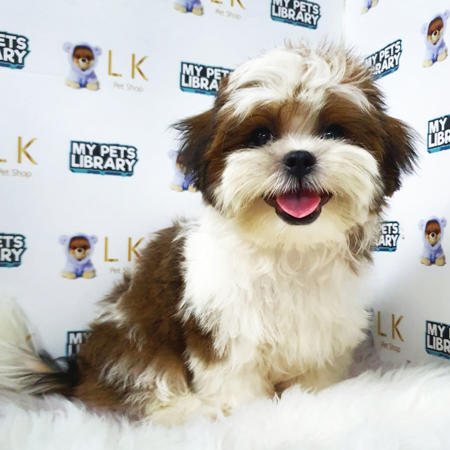 Shih Tzu Puppy (Male) For Sale