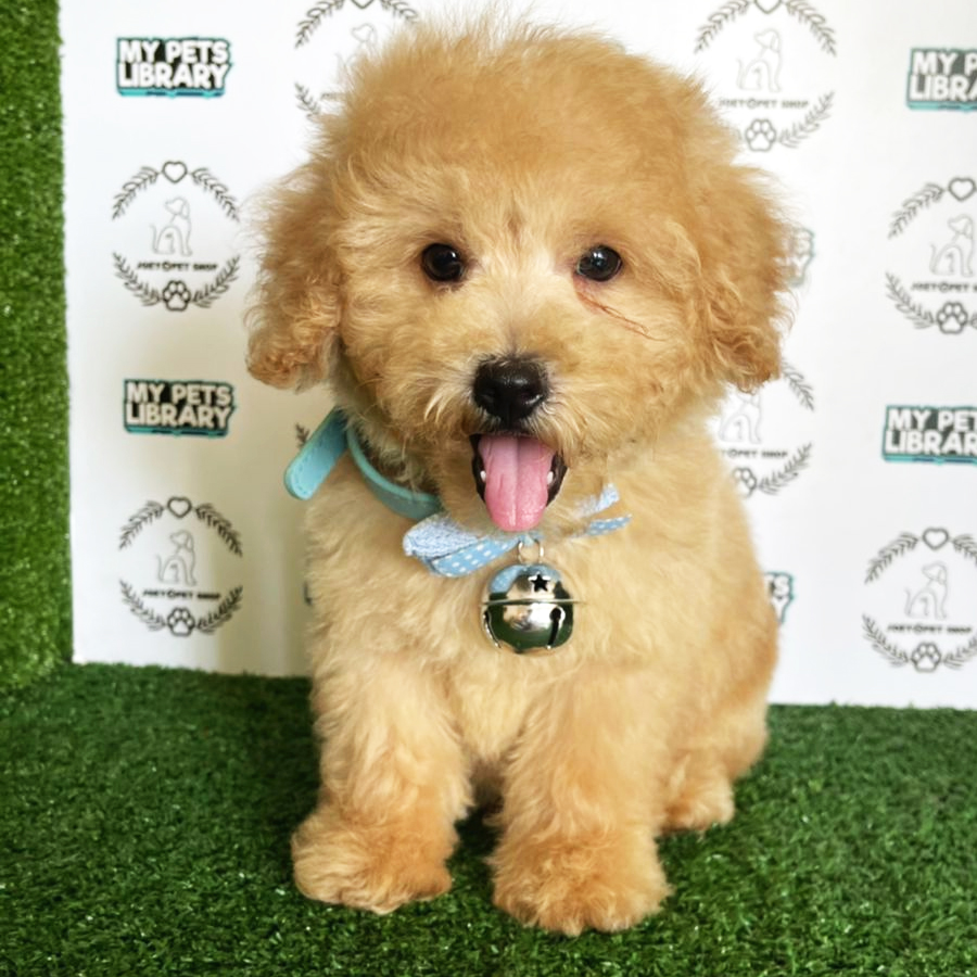 Toy Poodle Puppy (Male) For Sale