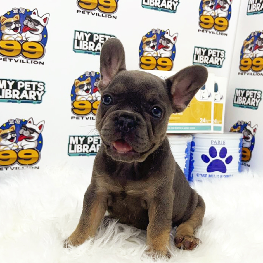 French Bulldog Puppy (Female) For Sale