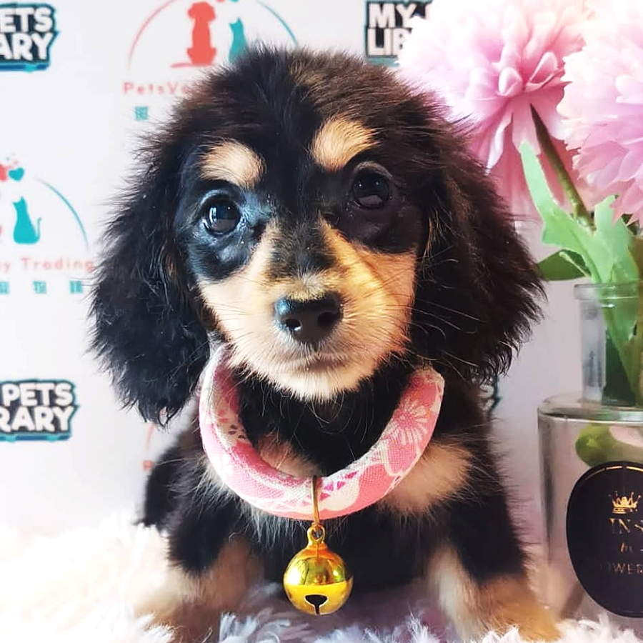 Long Hair Dachshund Puppy (Male) For Sale