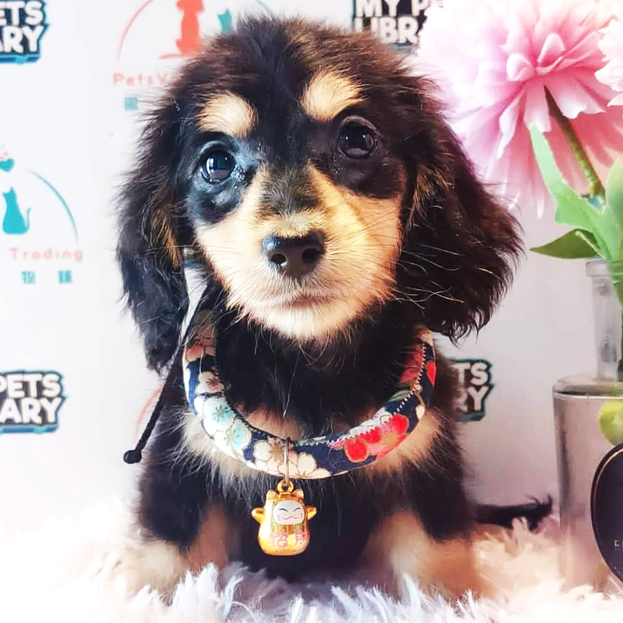 Long Hair Dachshund Puppy (Male) For Sale