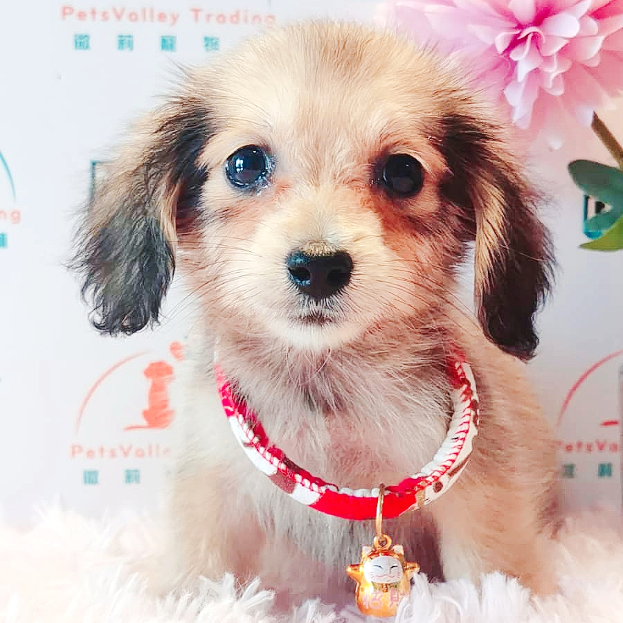 Long Hair Dachshund Puppy (Male) For Sale