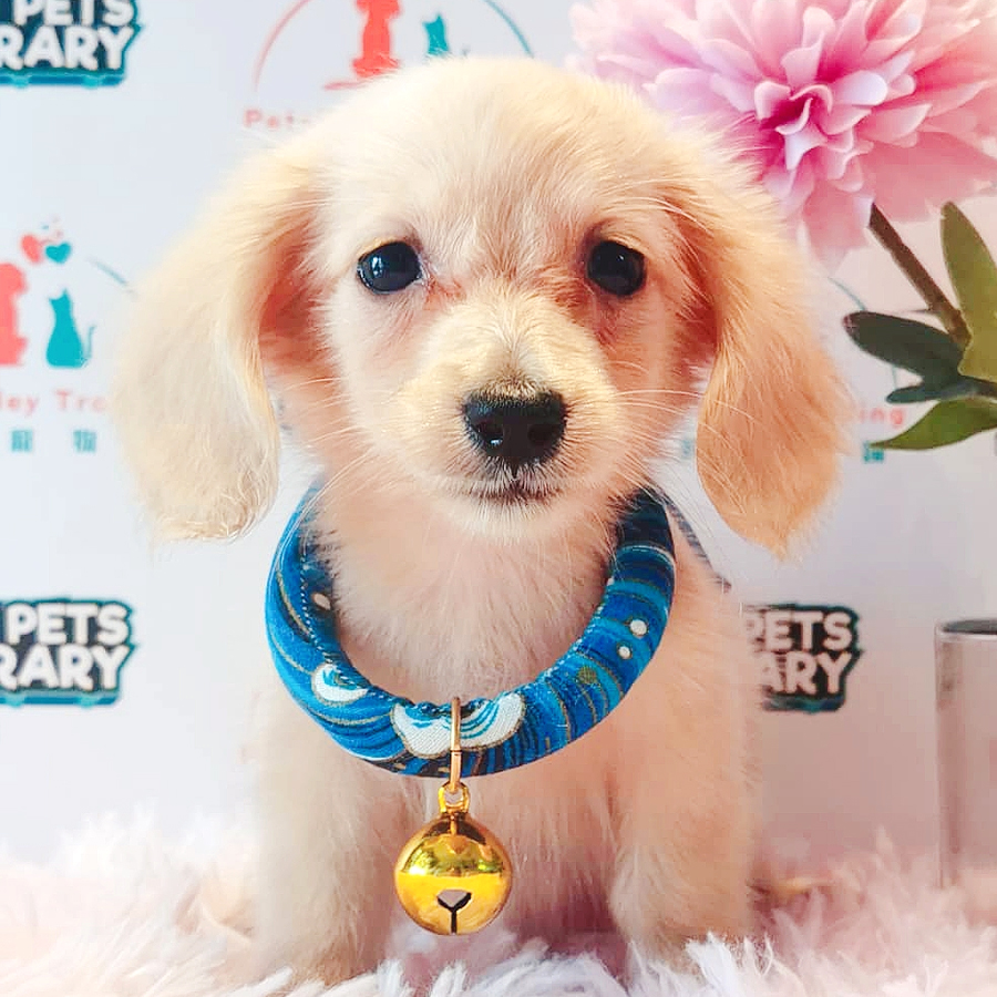 Long Hair Dachshund Puppy (Male) For Sale