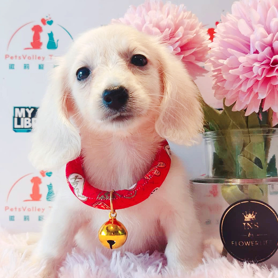 Long Hair Dachshund Puppy (Male) For Sale