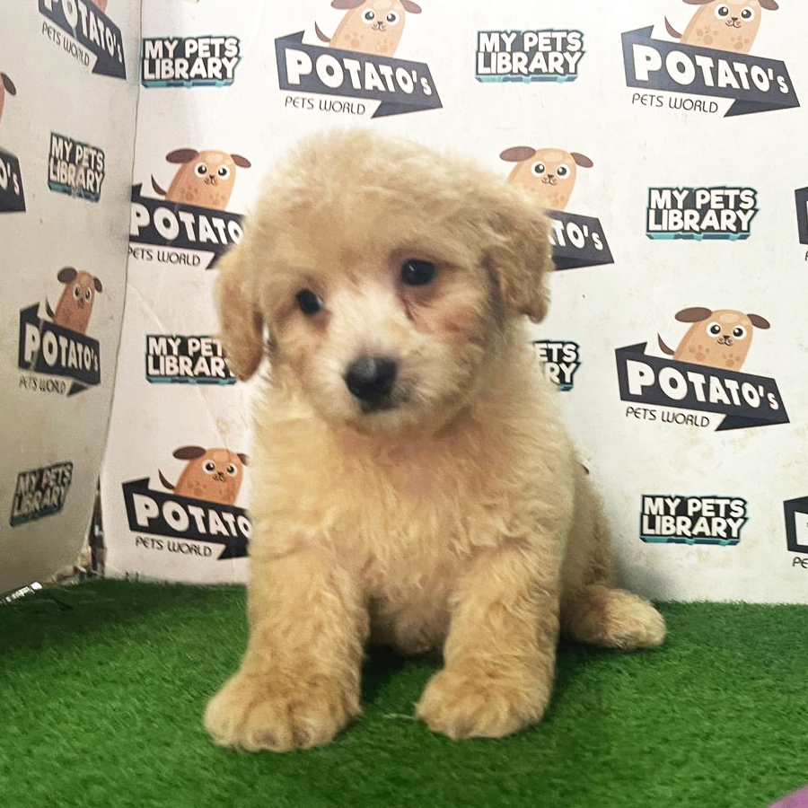 Toy Poodle Puppy (Male) For Sale