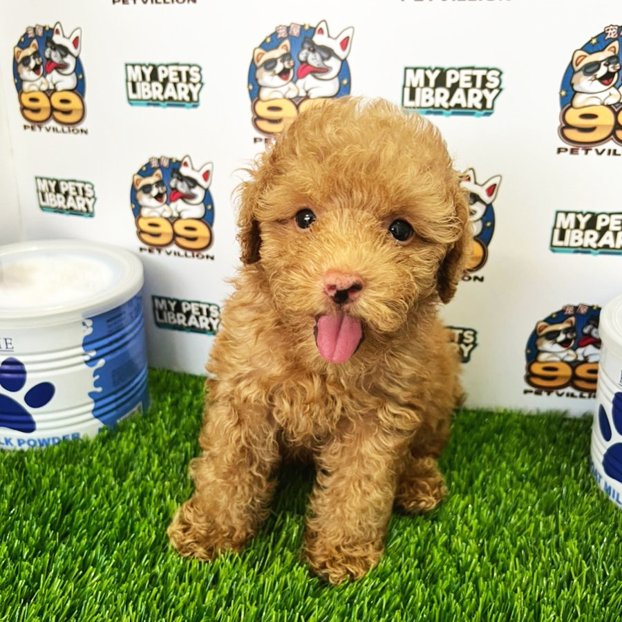 Toy Poodle Puppy (Male) For Sale