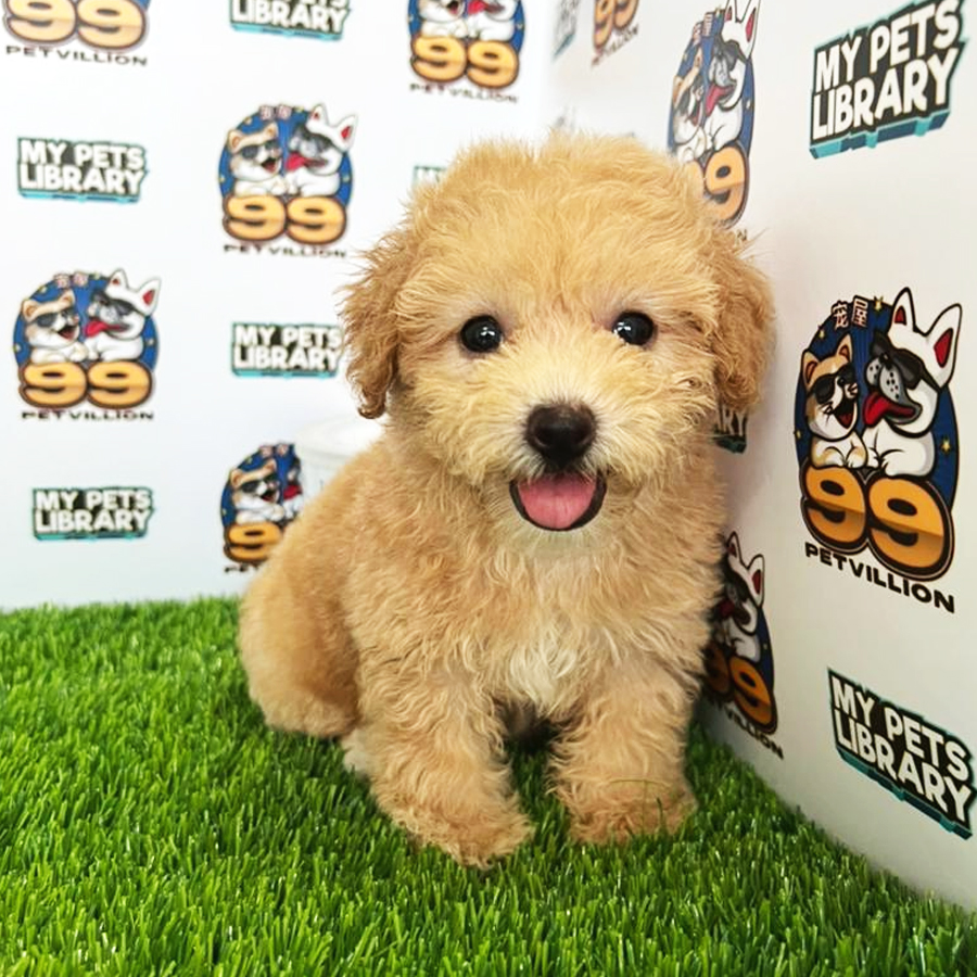Toy Poodle Puppy (Female) For Sale