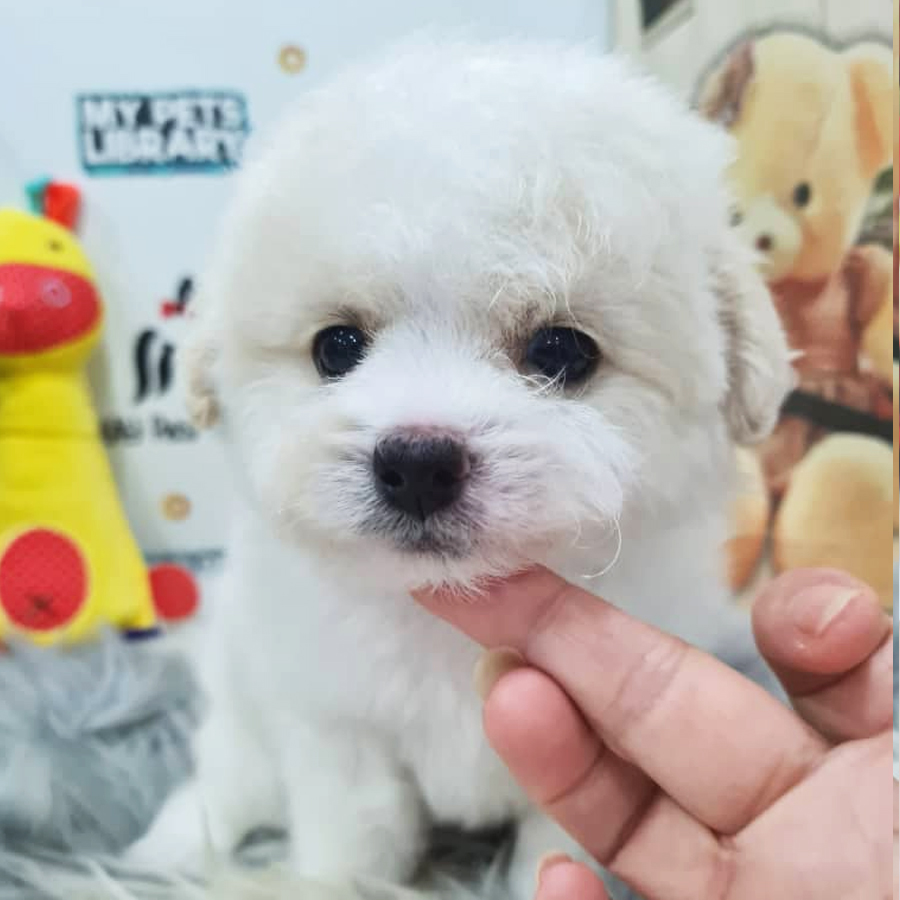 Maltipoo Puppy (Male) For Sale