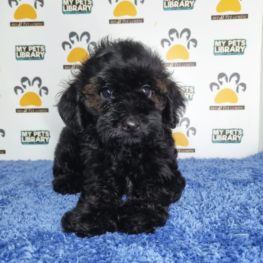 Toy Poodle Puppy (Male) For Sale