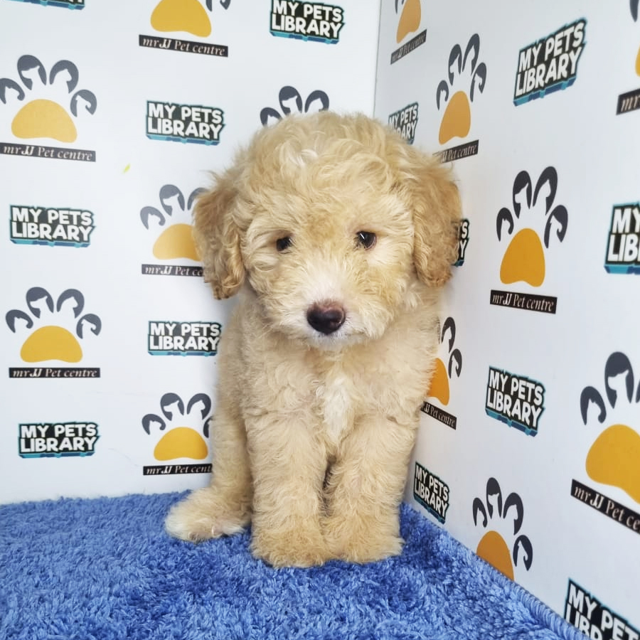 Toy Poodle Puppy (Male) For Sale