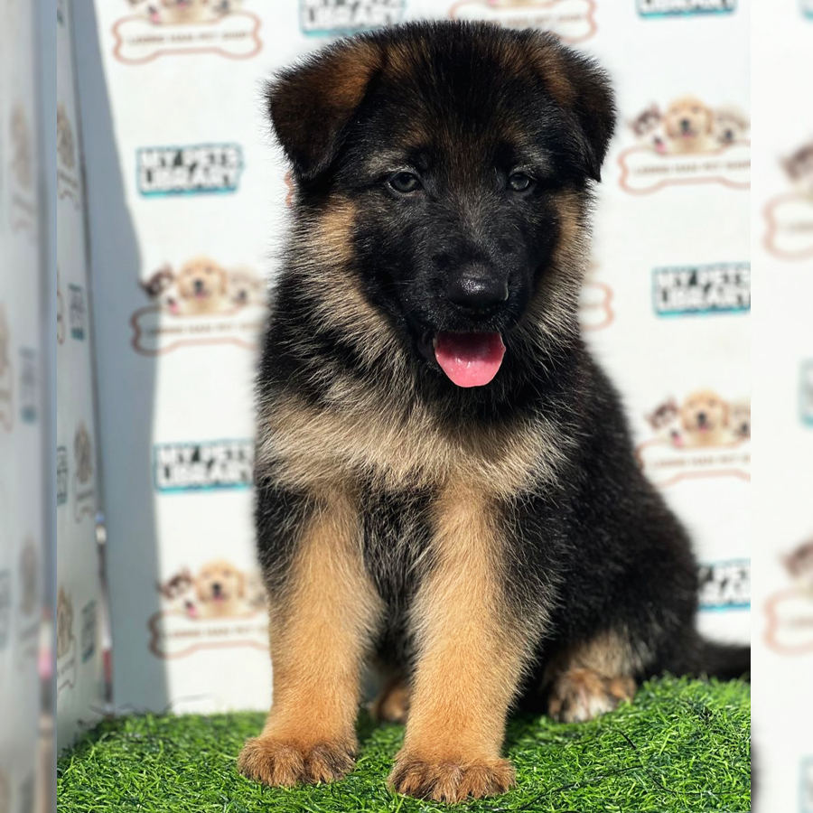 German Shepherd Puppy (Female) For Sale