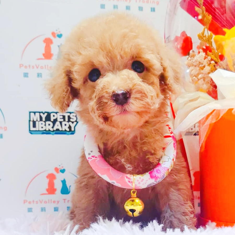 Tiny Toy Poodle Puppy (Female) For Sale