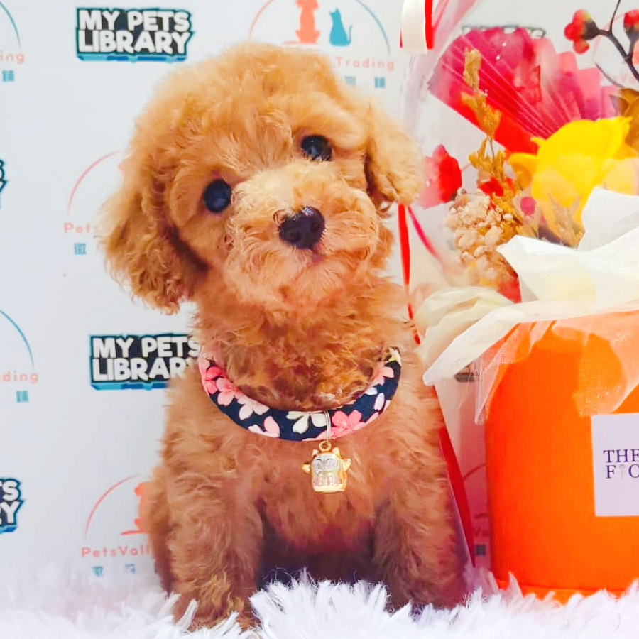 Tiny Toy Poodle Puppy (Female) For Sale