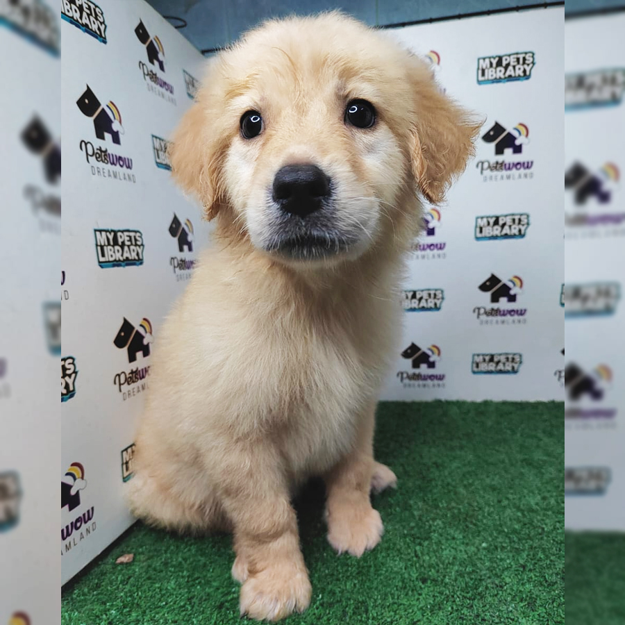 Golden Retriever Puppy (Female) For Sale