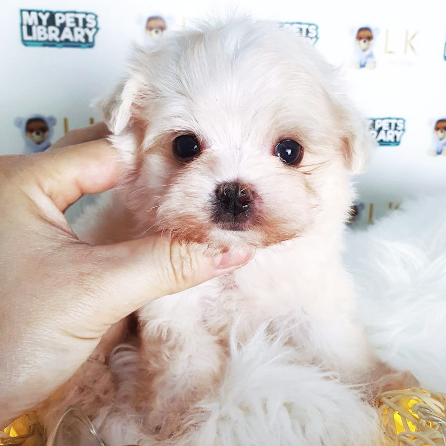 Tiny Maltese Puppy (Male) For Sale