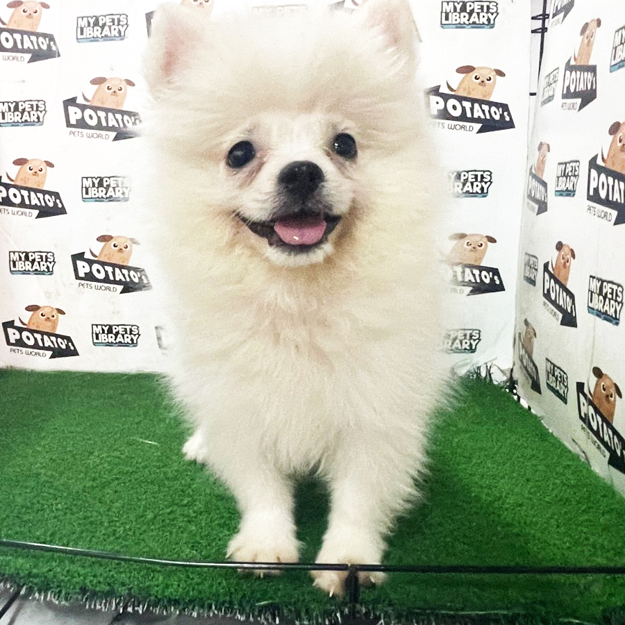 Pomeranian Puppy (Male) For Sale
