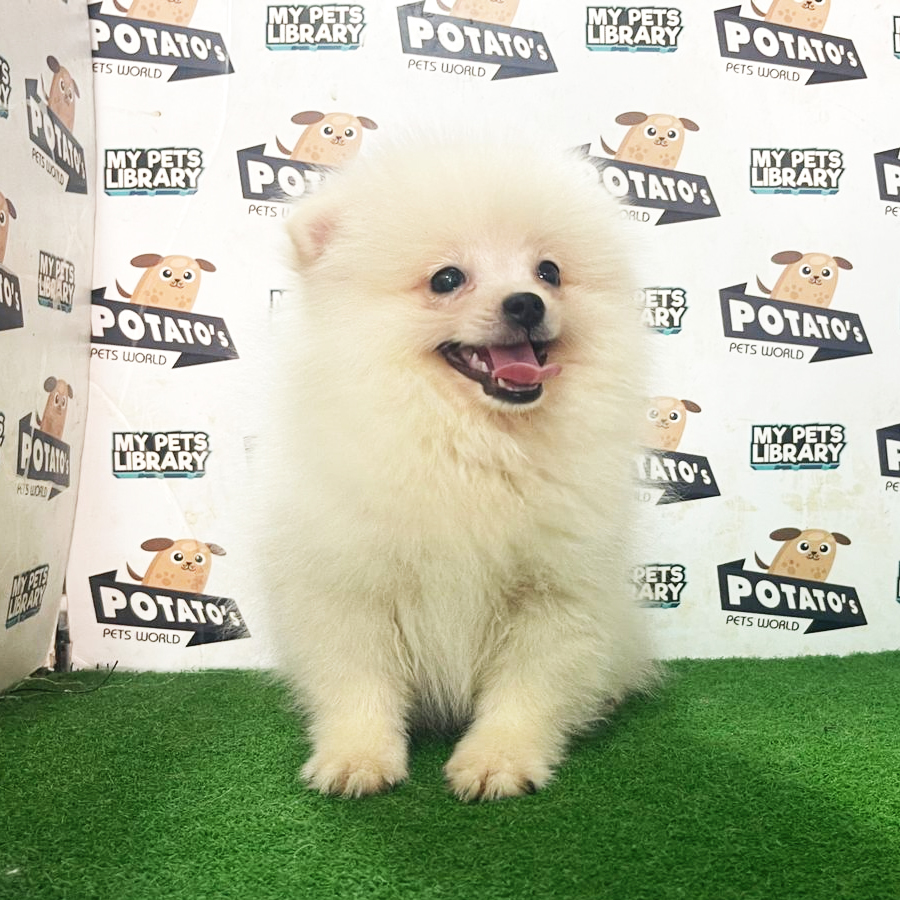 Pomeranian Puppy (Male) For Sale