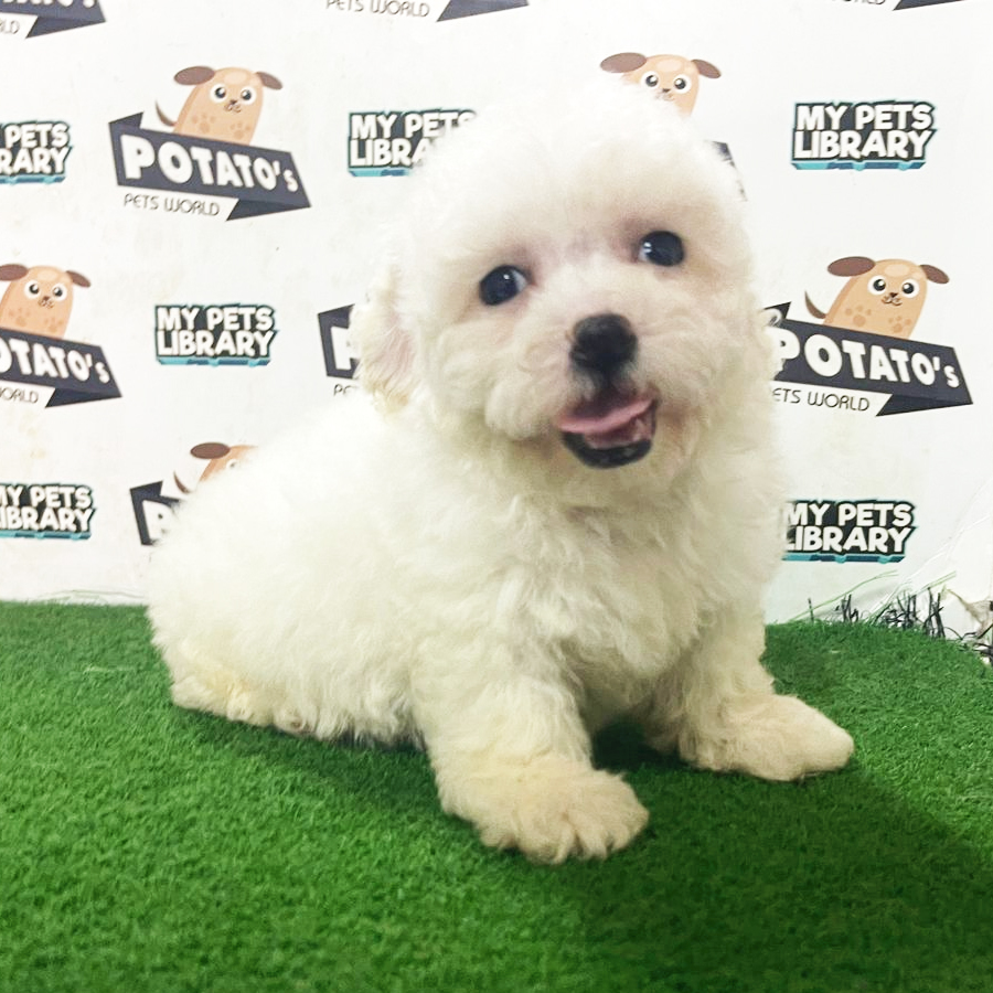 Toy Poodle Puppy (Female) For Sale