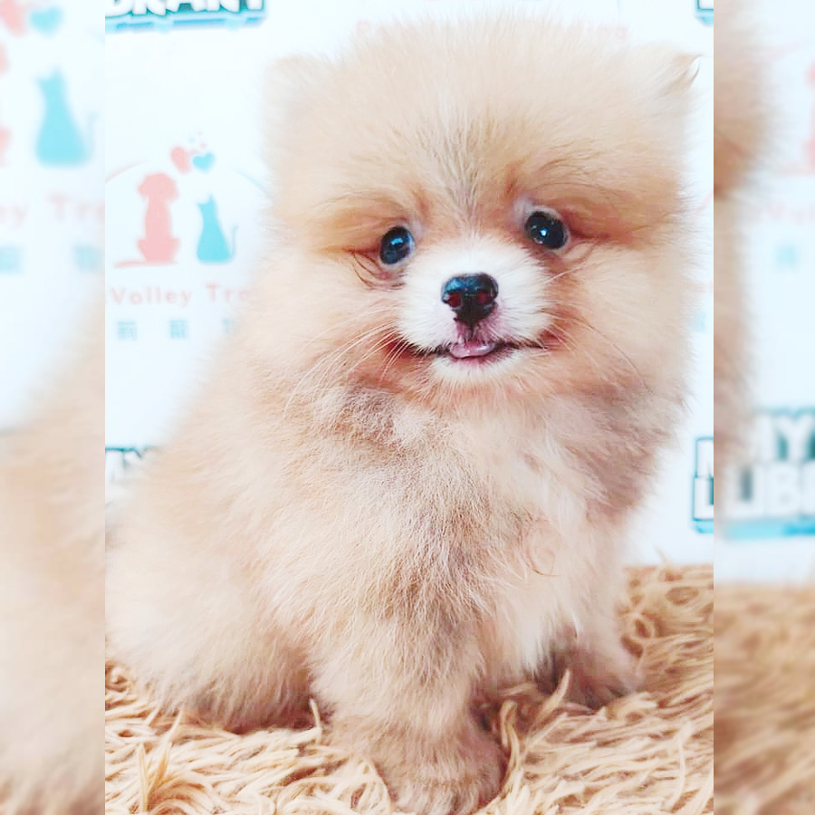 Pomeranian Puppy (Male) For Sale