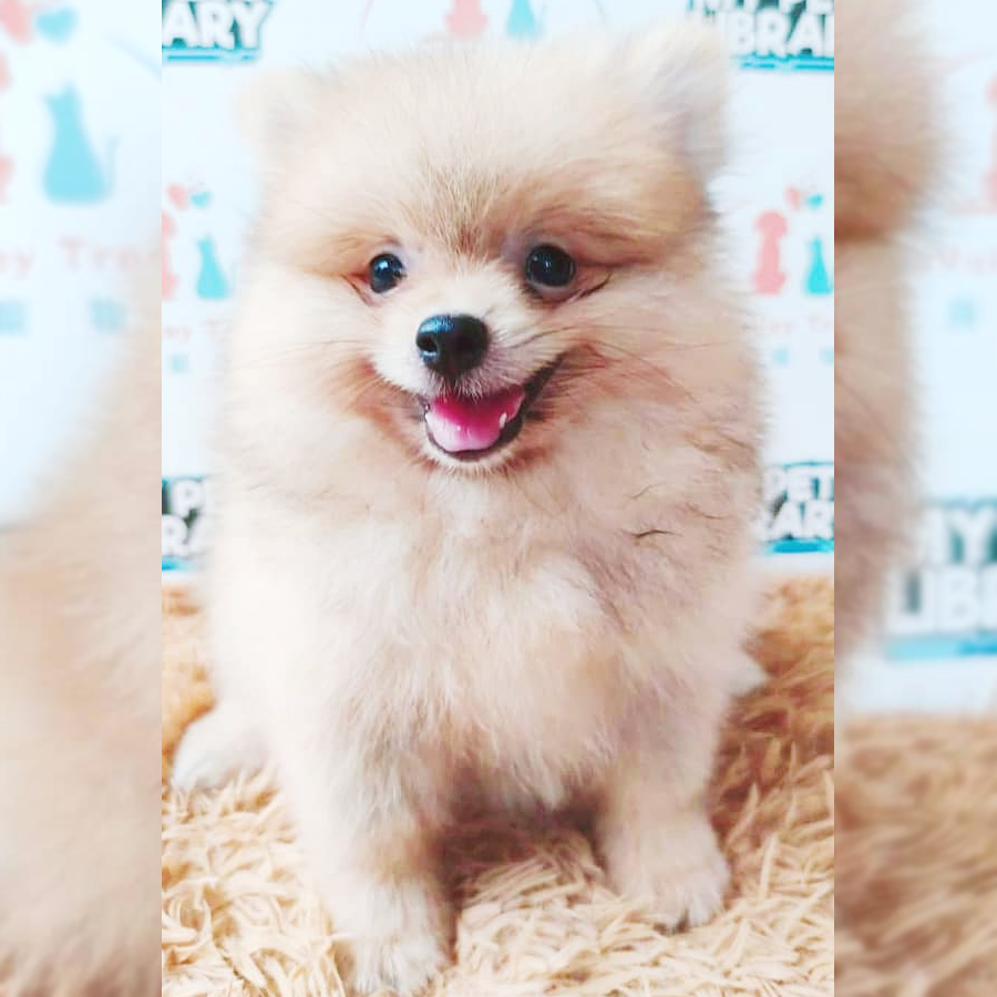 Pomeranian Puppy (Female) For Sale
