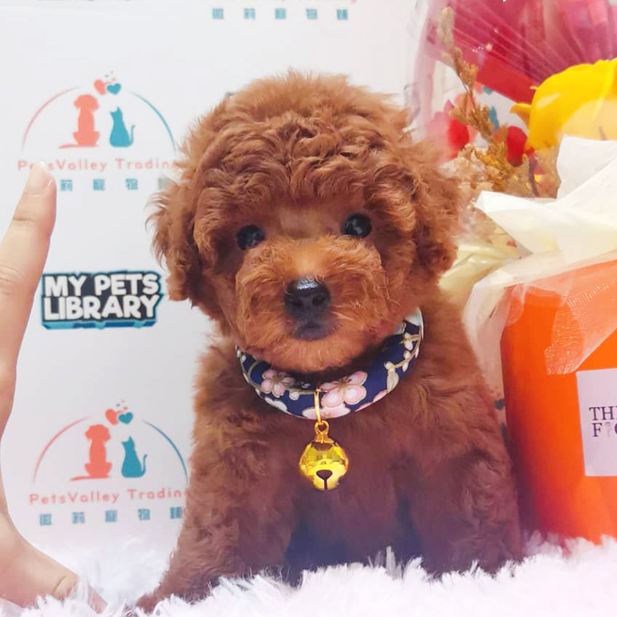 Tiny Toy Poodle Puppy (Male) For Sale