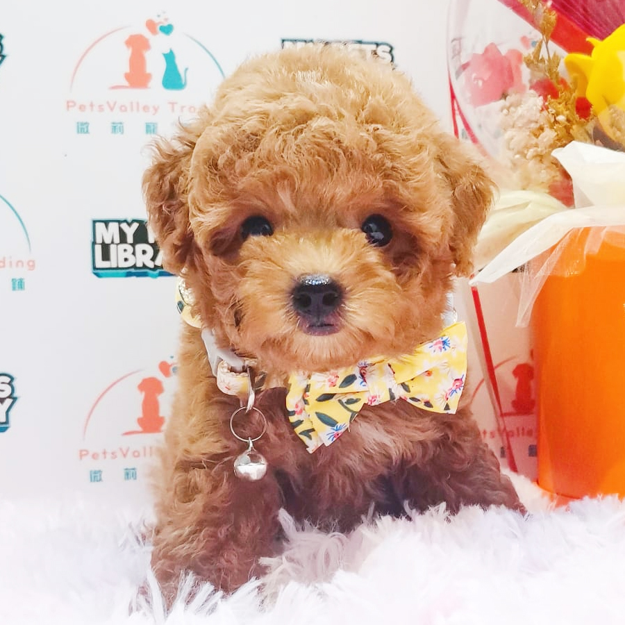 Tiny Toy Poodle Puppy (Female) For Sale