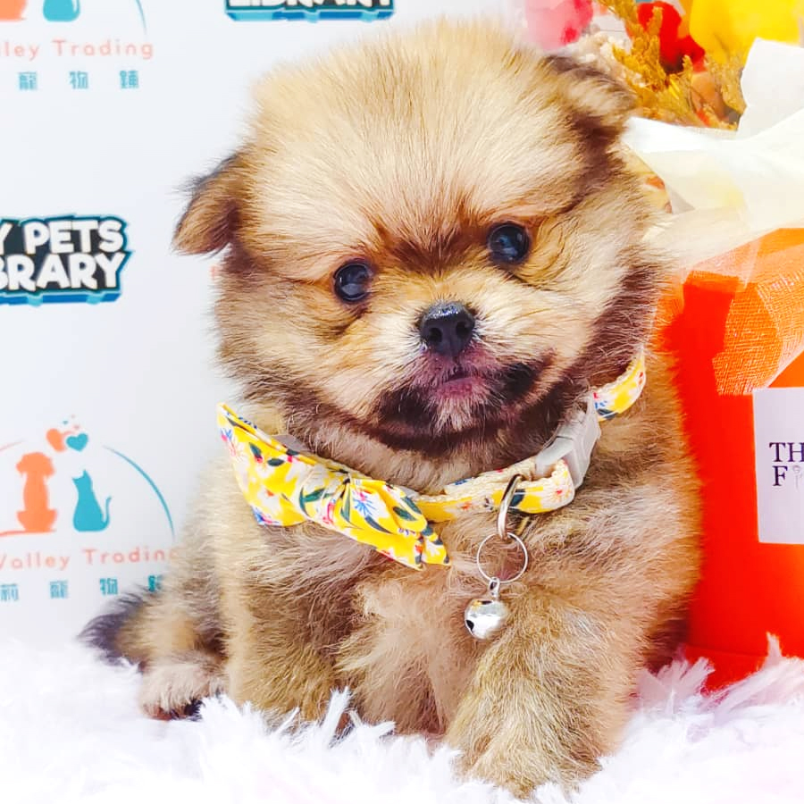 Pomeranian Puppy (Male) For Sale