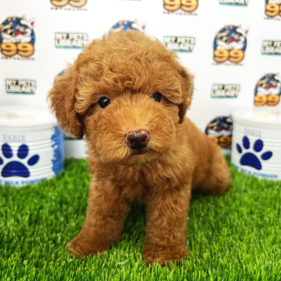 Toy Poodle Puppy (Male) For Sale