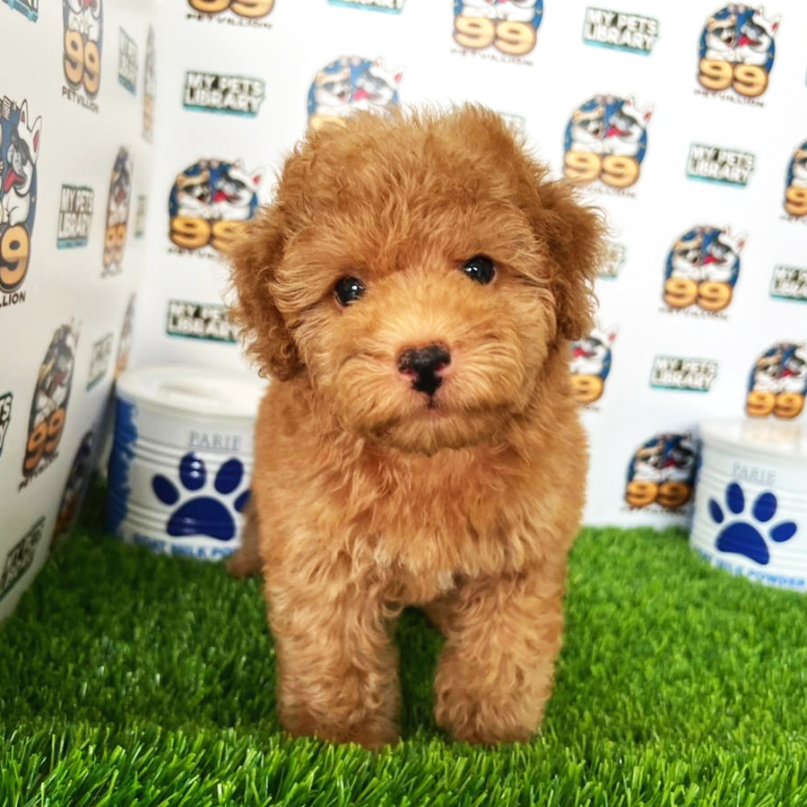 Toy Poodle Puppy (Female) For Sale