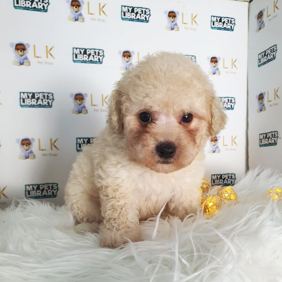 Toy Poodle Puppy (Male) For Sale