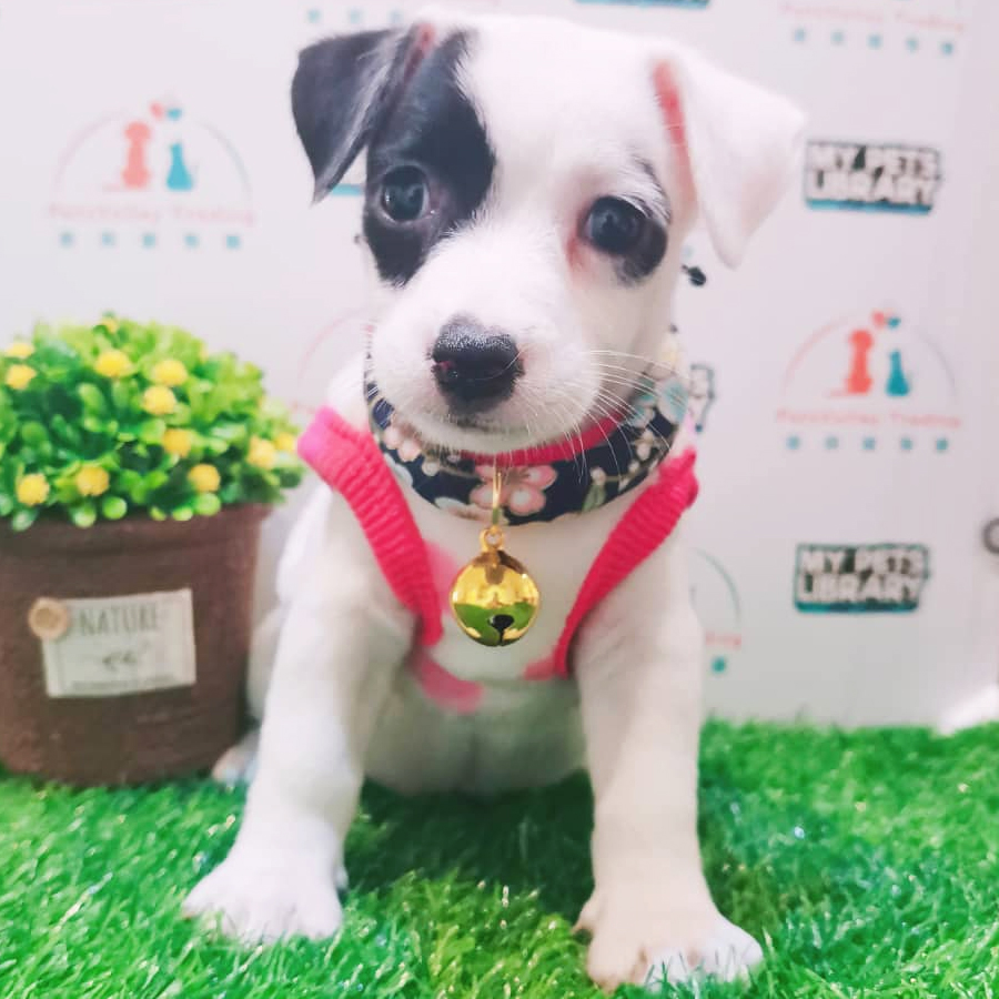 Jack Russell Terrier Puppy (Female) For Sale