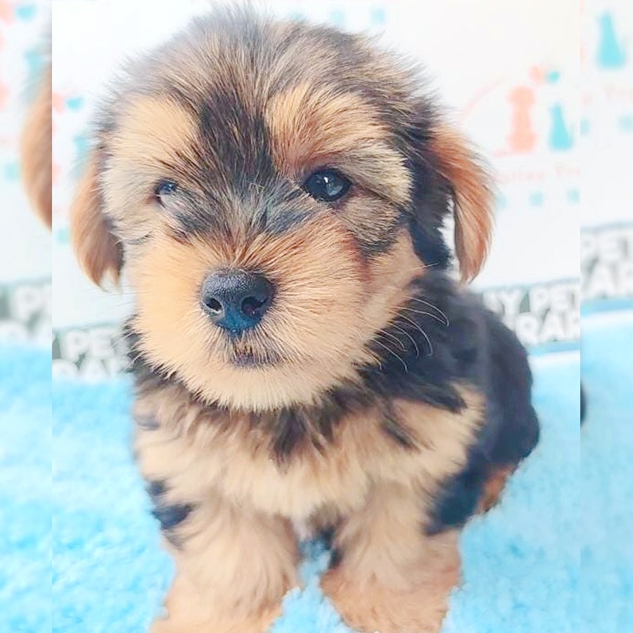 Silky Terrier Puppy (Male) For Sale