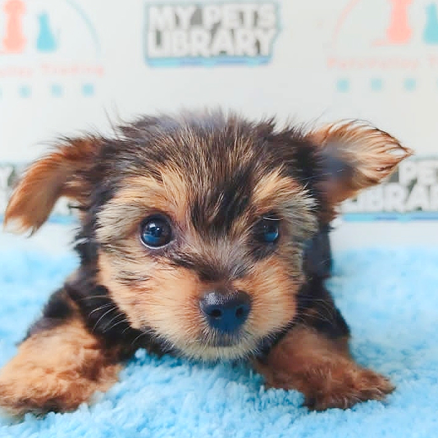 Silky Terrier Puppy (Male) For Sale