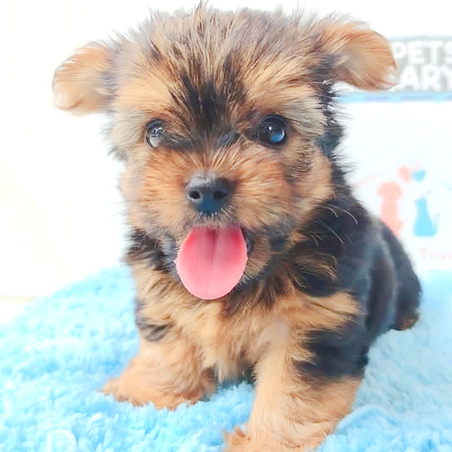 Silky Terrier Puppy (Male) For Sale