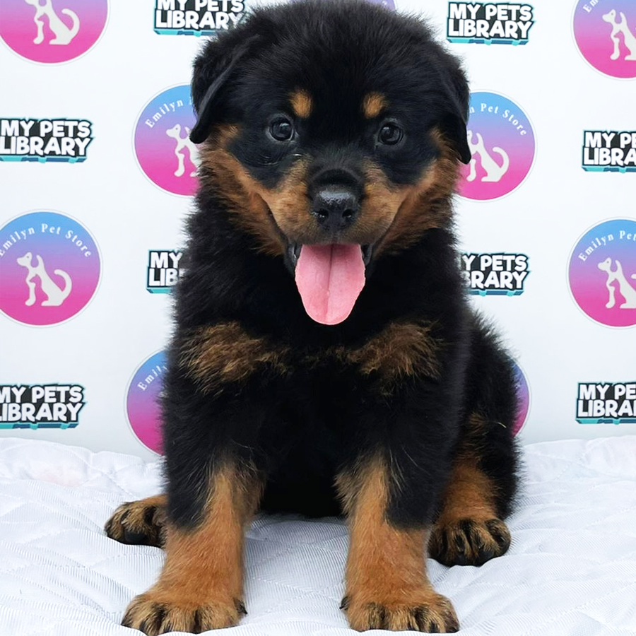 Rottweiler Puppy (Male) For Sale