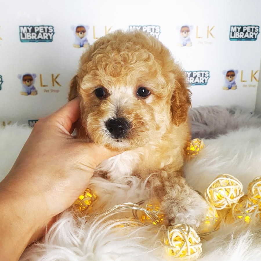 Toy Poodle Puppy (Male) For Sale