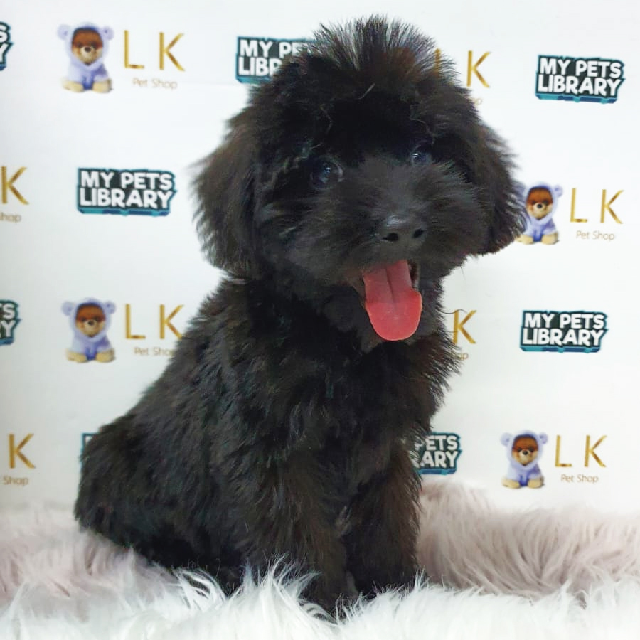 Toy Poodle Puppy (Male) For Sale