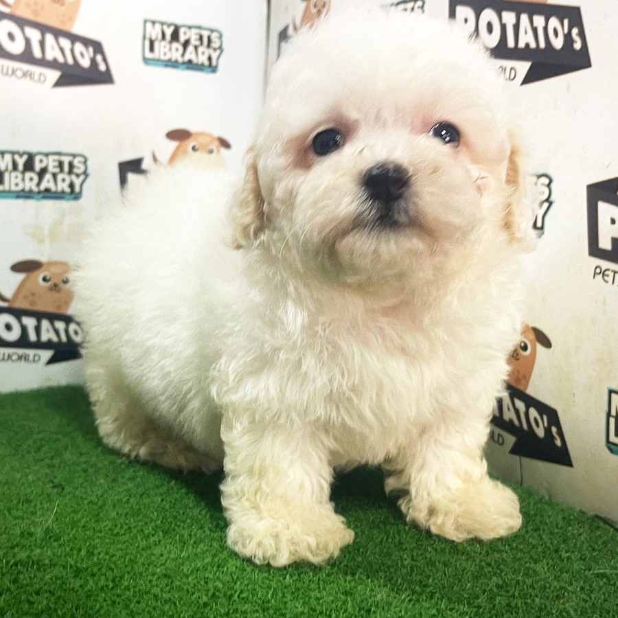 Toy Poodle Puppy (Female) For Sale