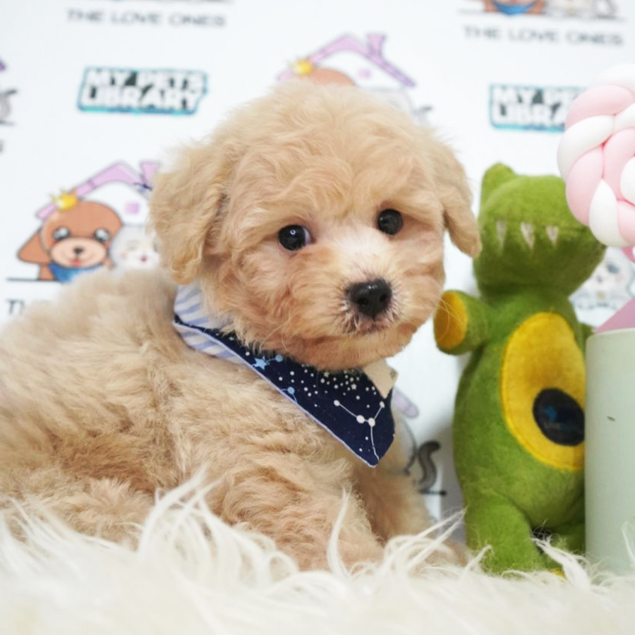Tiny Poodle Puppy (Male) For Sale