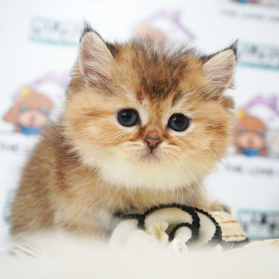 FIFE British Shorthair Kitten (Male) For Sale