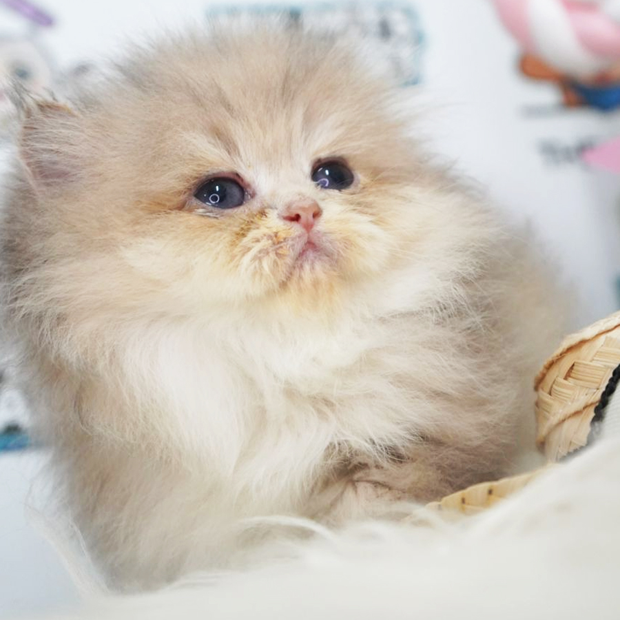 FIFE British Longhair Kitten (Female) For Sale