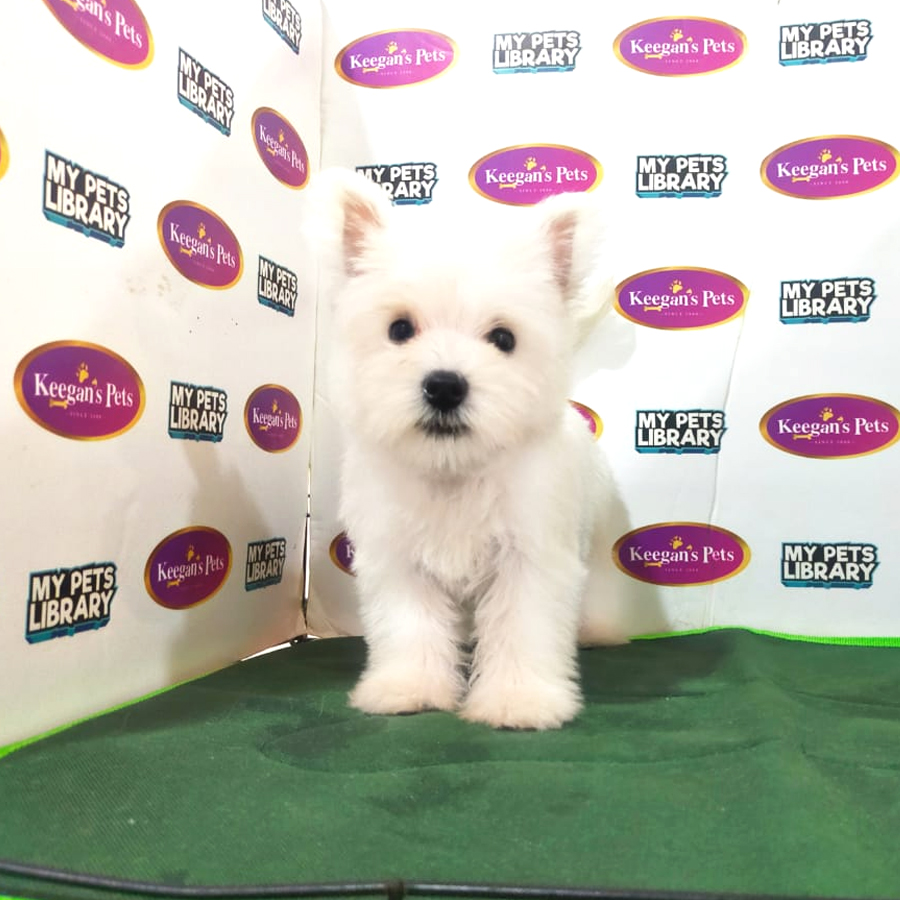 MKA West Highland Terrier Puppy (Female) For Sale