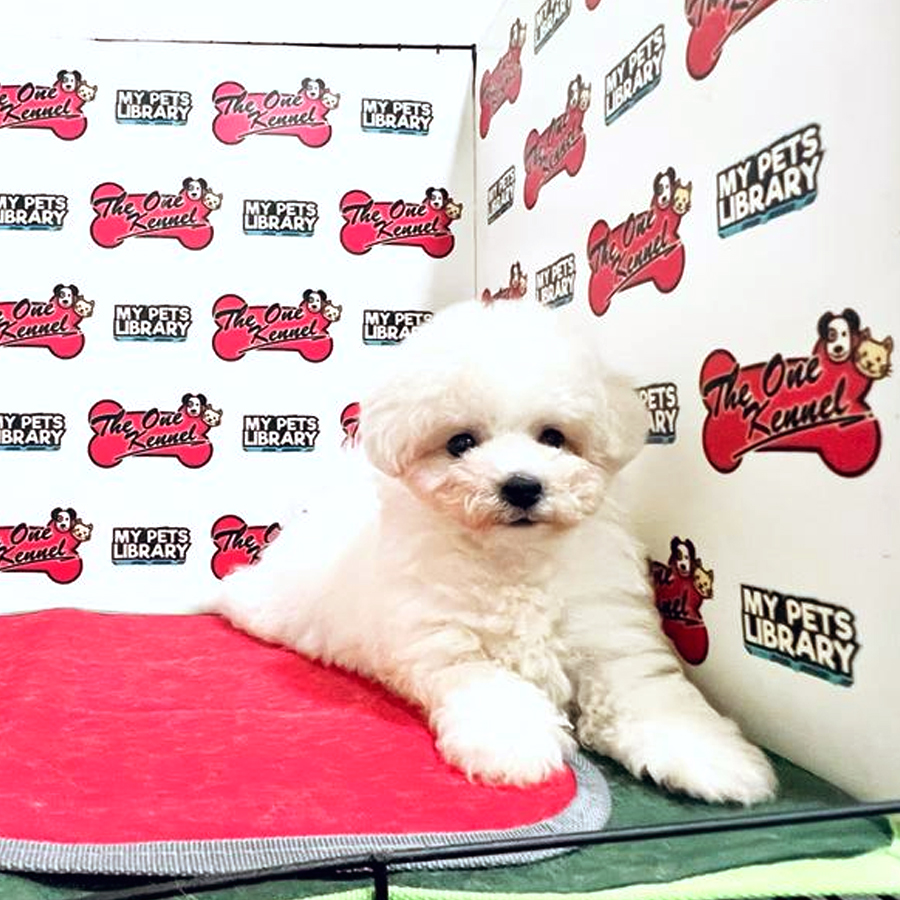 MKA Bichon Frise Puppy (Male) For Sale
