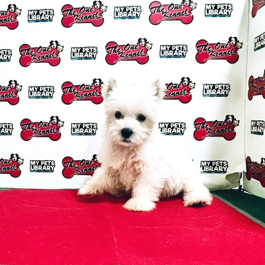 MKA West Highland Terrier Puppy (Female) For Sale