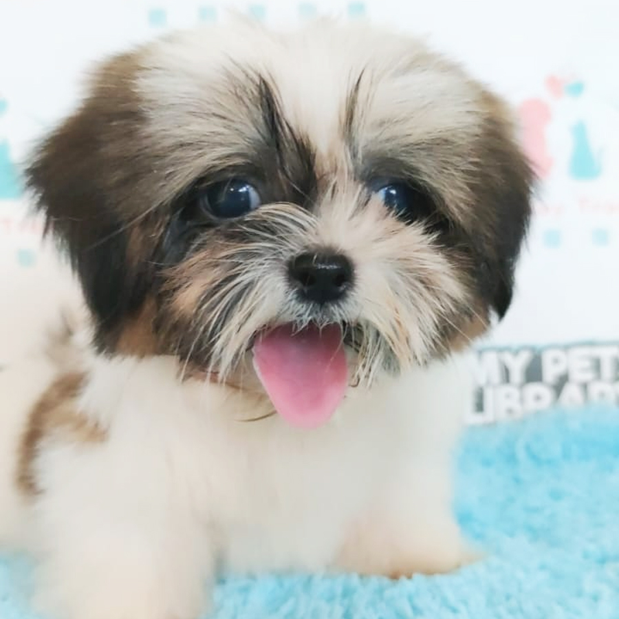 Shih Tzu Puppy (Female) For Sale