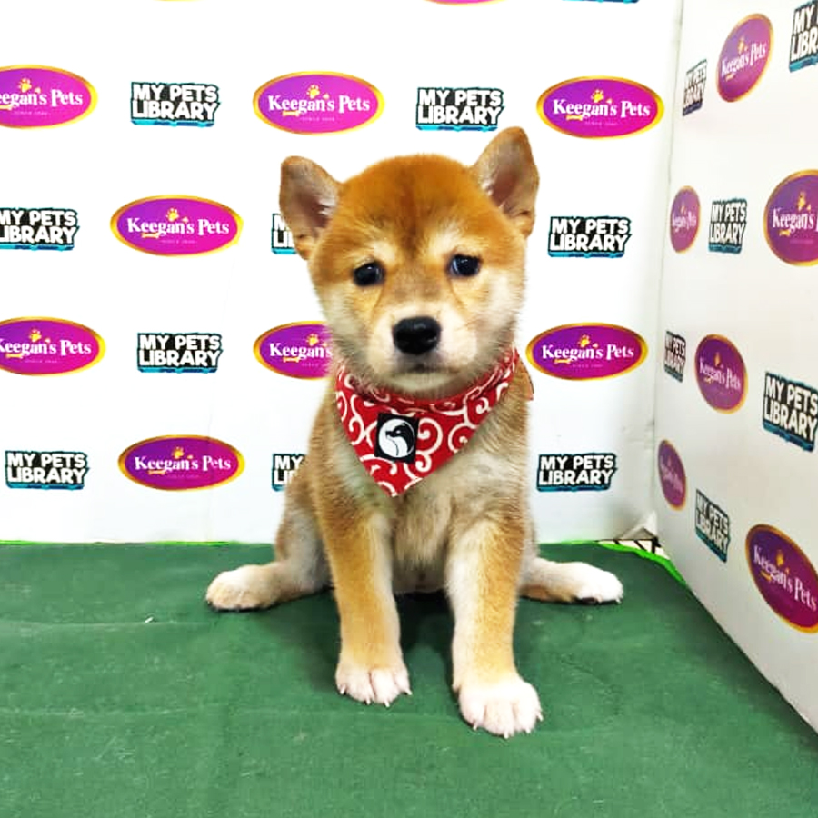 MKA Shiba Inu Puppy (Female) For Sale