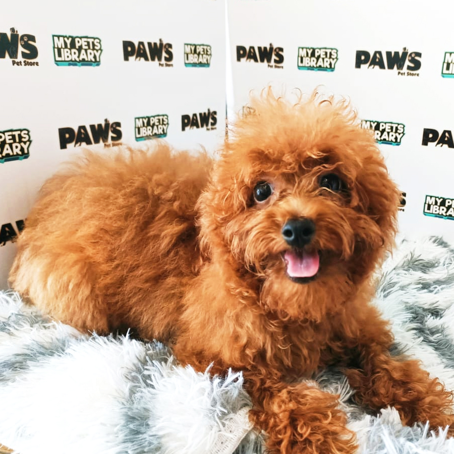 Tiny Toy Poodle Puppy (Male) For Sale