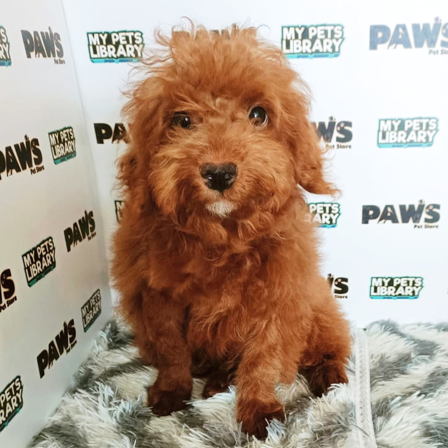 Tiny Toy Poodle Puppy (Male) For Sale